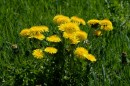Loewenzahn - Taraxacum officinale * 1237 x 822 * (431KB)
